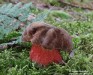 hřib kovář (Houby), Boletus erythropus, Boletaceae (Fungi)